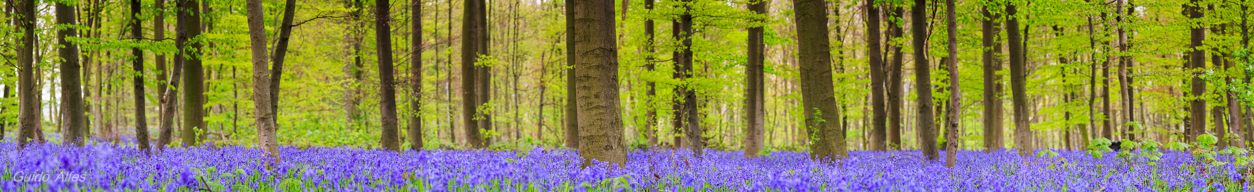 Pano in blau und grün