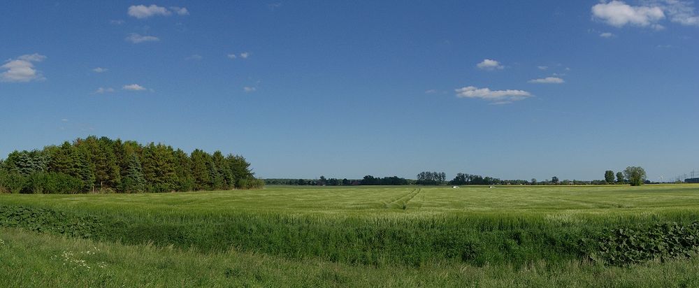 Pano Korn in der Marsch