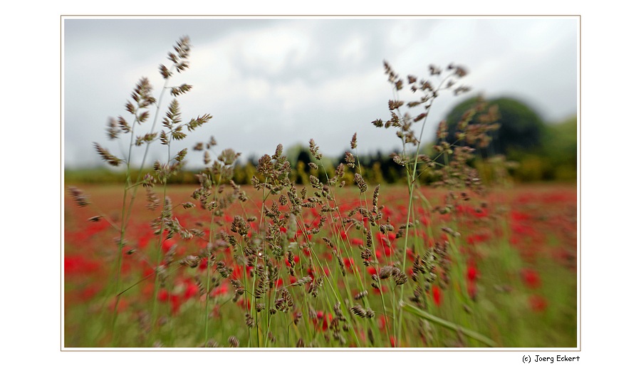 Pano-Mohn