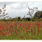 Pano-Mohn