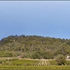 Pano of a vinyard in Menerbes