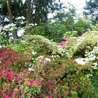 Panorama Azaleen im Palmengarten