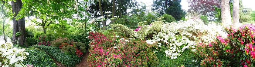 Panorama Azaleen im Palmengarten