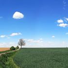 Panorama: Baum im Sommer