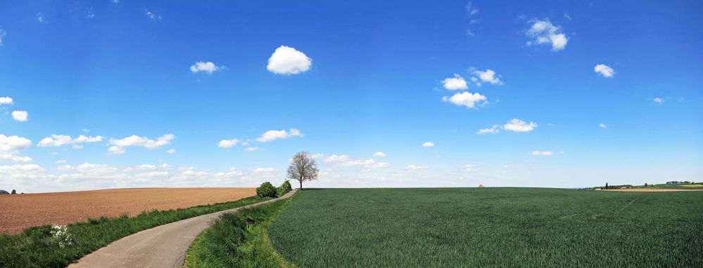 Panorama: Baum im Sommer