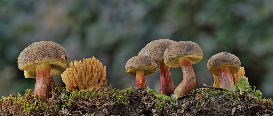 Panorama der Rotfüsschen