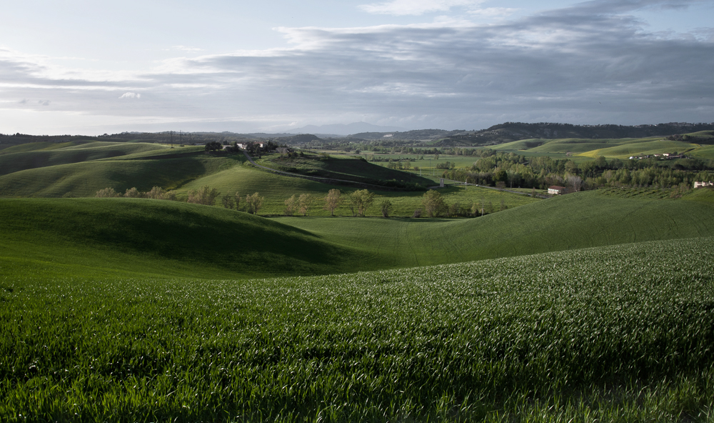 Panorama di grano verde