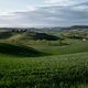 Panorama di grano verde