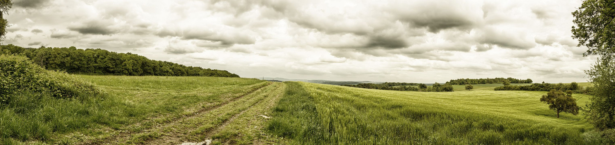 Panorama eines Feldes auf dem Traumpfad Wolfsdelle bei Rhens