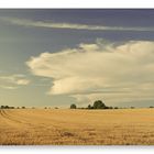 Panorama Feld bei Staberdorf / Fehmarn