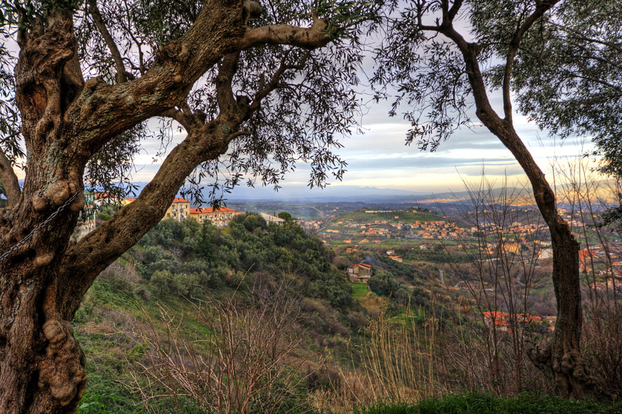 Panorama fra gli ulivi