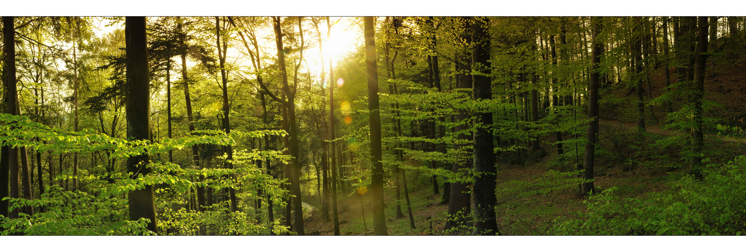 Panorama Frühlingswald