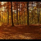 Panorama Herbstwald I