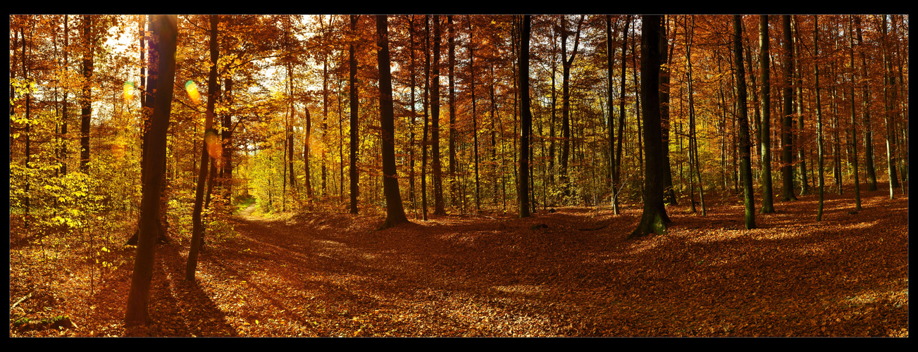 Panorama Herbstwald I