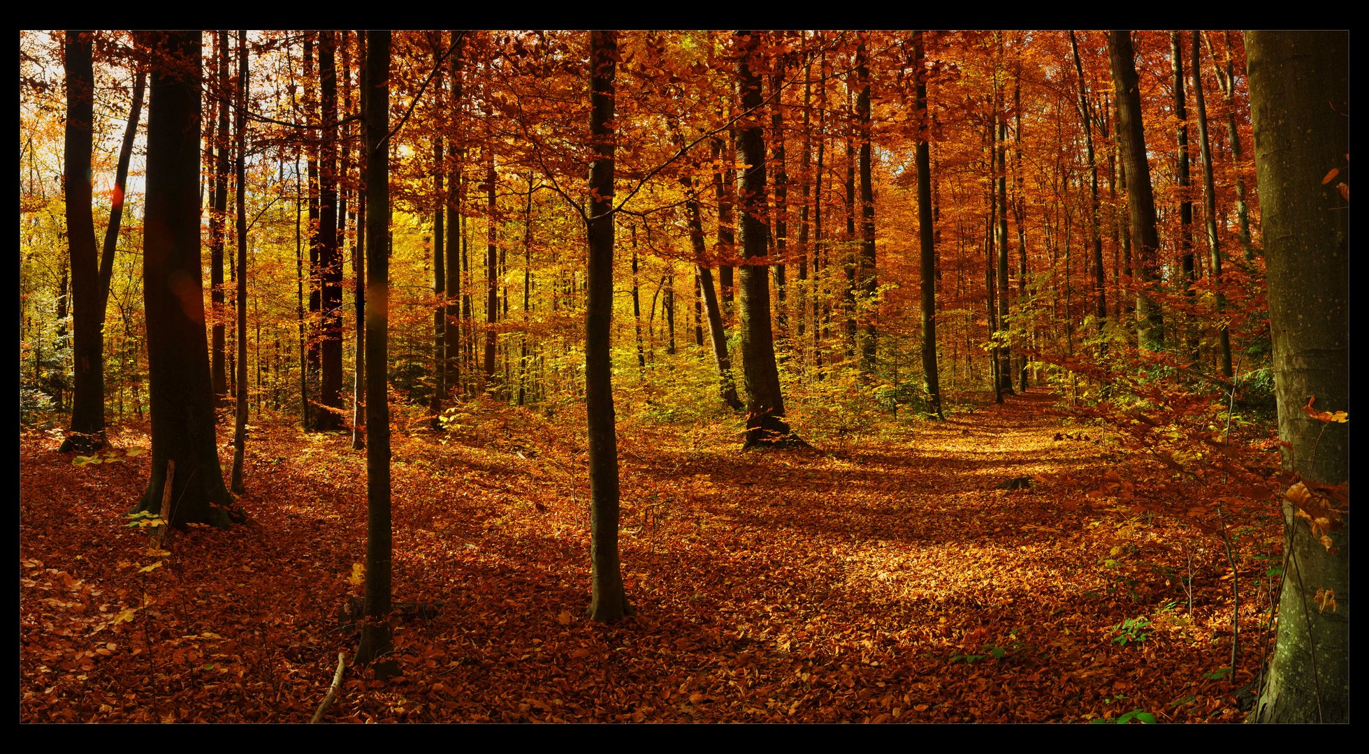 Panorama Herbstwald II