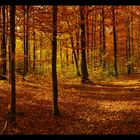 Panorama Herbstwald II