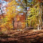 Panorama Herbstwald Killertal