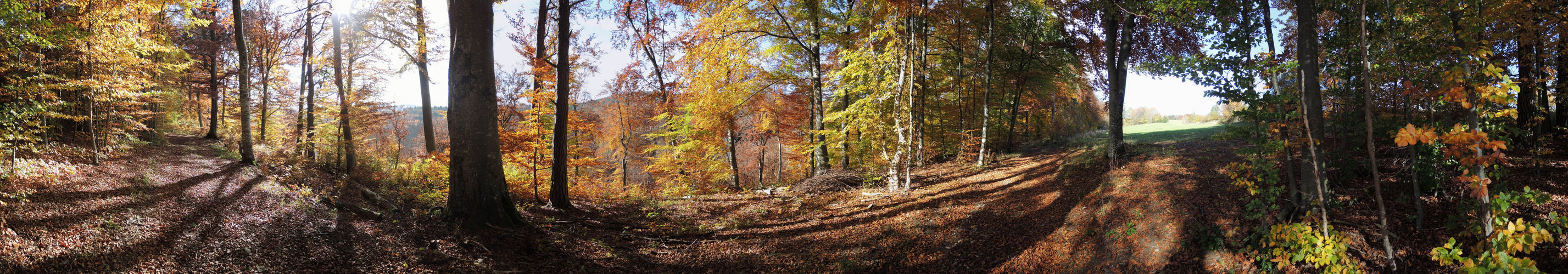 Panorama Herbstwald Killertal