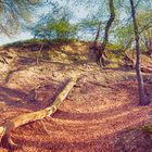 Panorama im Wald