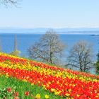 Panorama Insel Mainau