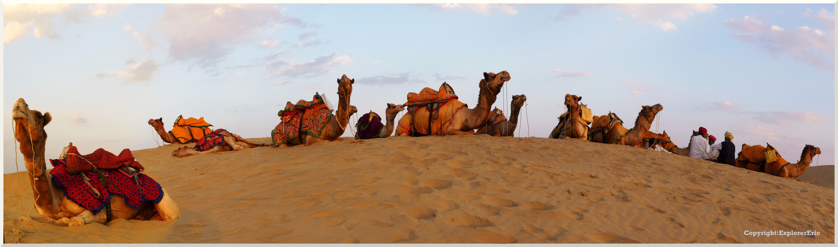 Panorama: Kamele zur Sonne