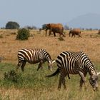 Panorama Kenia Zebra Elefanten