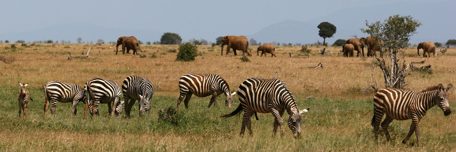 Panorama Kenia Zebra Elefanten