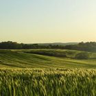 Panorama Kornfeld - Erster Streich