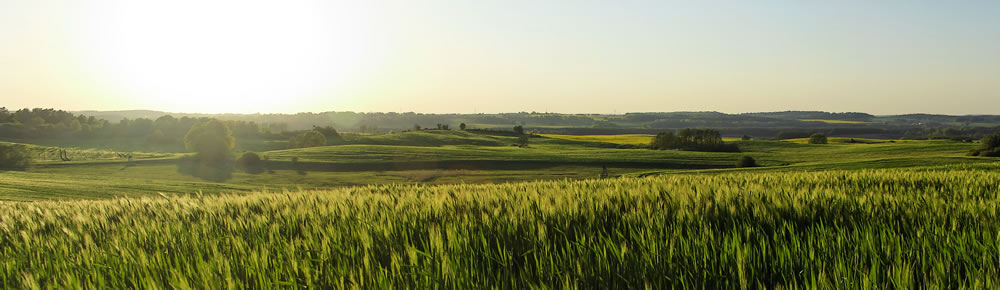 Panorama Kornfeld - Zweiter Streich