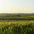 Panorama Kornfeld - Zweiter Streich