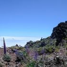 Panorama La Palma Kraterrand 2
