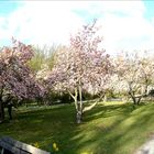 Panorama Magnoliengarten Aschaffenburg nach Frost