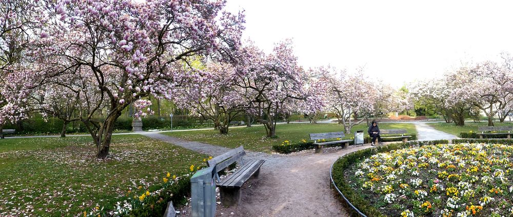 Panorama Magnoliengarten Aschaffenburg nach kalten Tagen