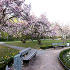 Panorama Magnoliengarten Aschaffenburg nach kalten Tagen