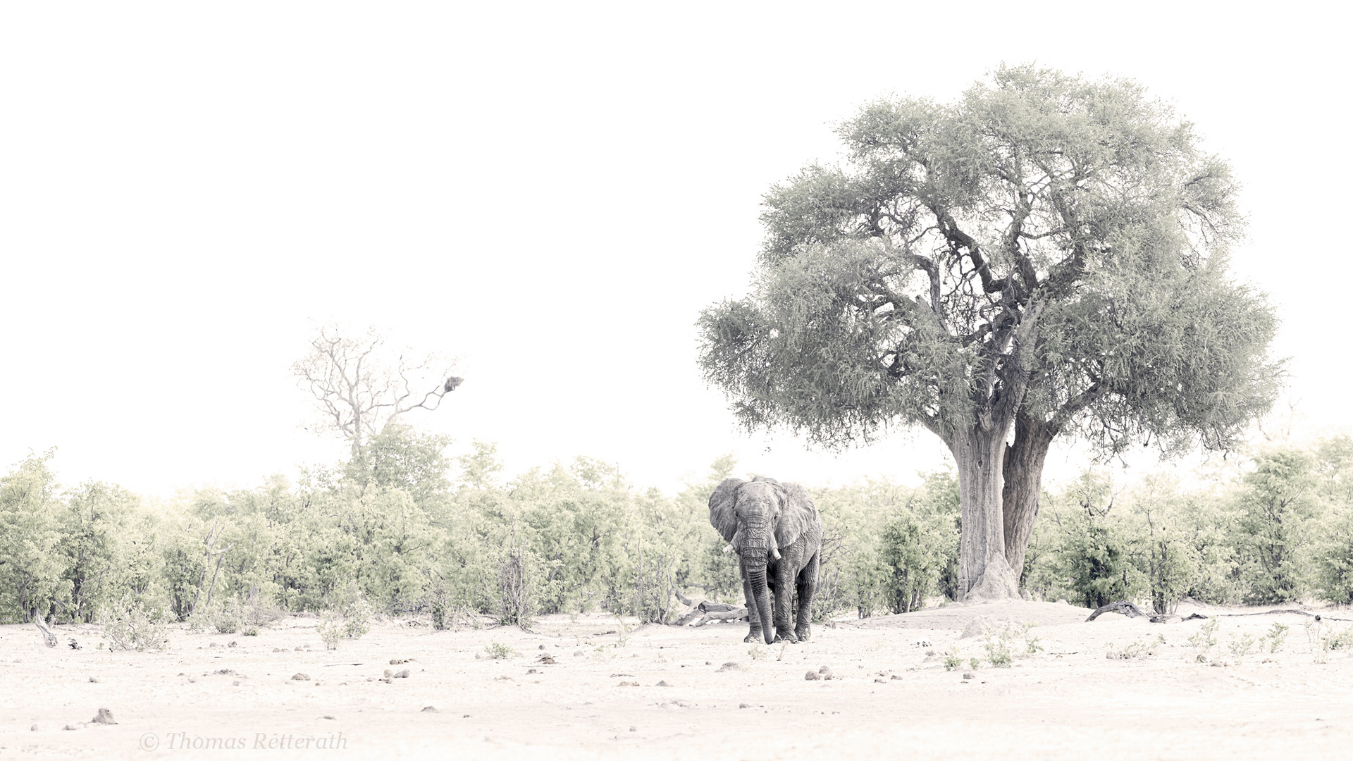 Panorama mit Elefant