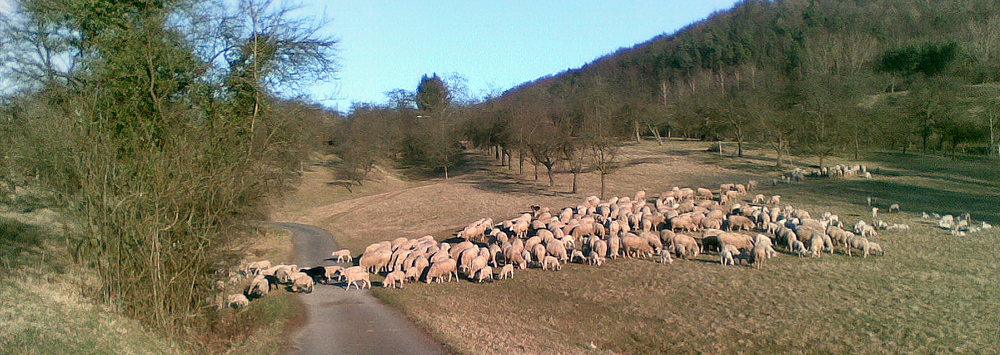 Panorama mit Schafen (Handy Nokia E51)