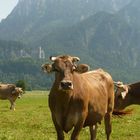 Panorama Neuschwanstein...guck nich so...;-)