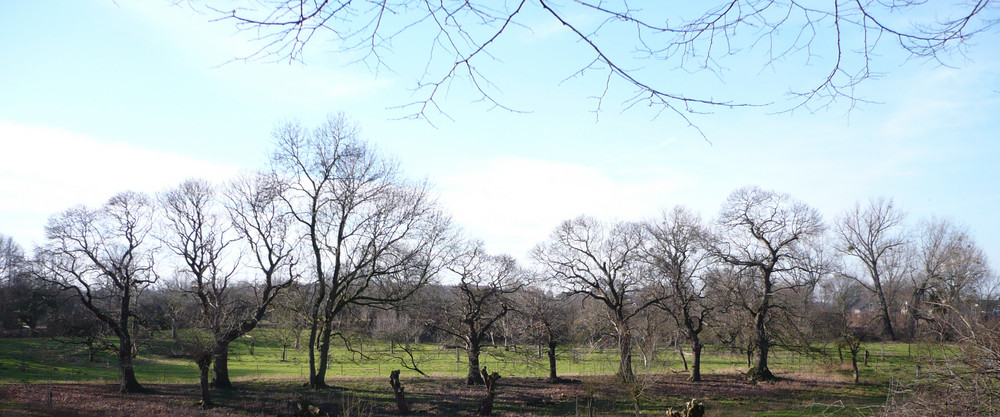 Panorama Obstwiese Herbst