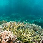 - Panorama of a healthy reef -