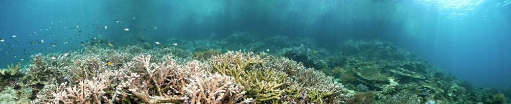 - Panorama of a healthy reef -