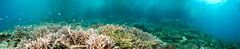 - Panorama of a healthy reef -