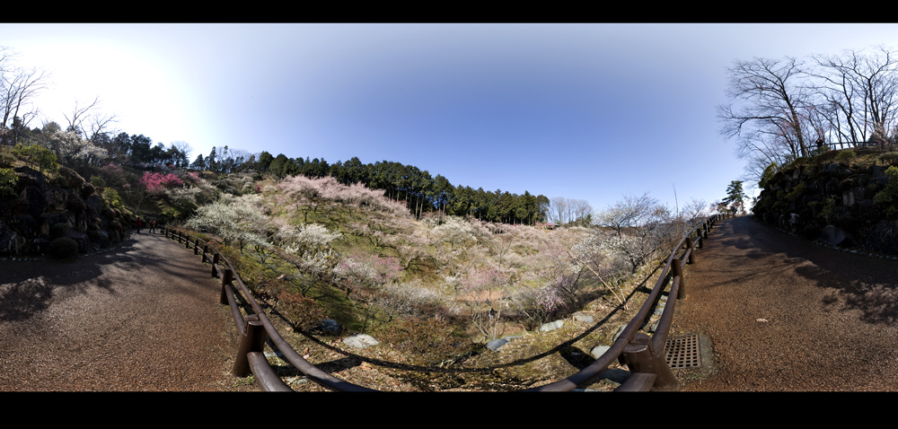 Panorama of Plum Orchard