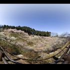 Panorama of Plum Orchard