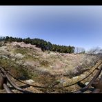 Panorama of Plum Orchard