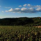 Panorama Panzano und Weinberge