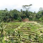 Panorama Rice Fields in Balie (Ubud)