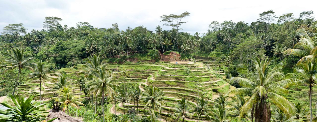 Panorama Rice Fields in Balie (Ubud)