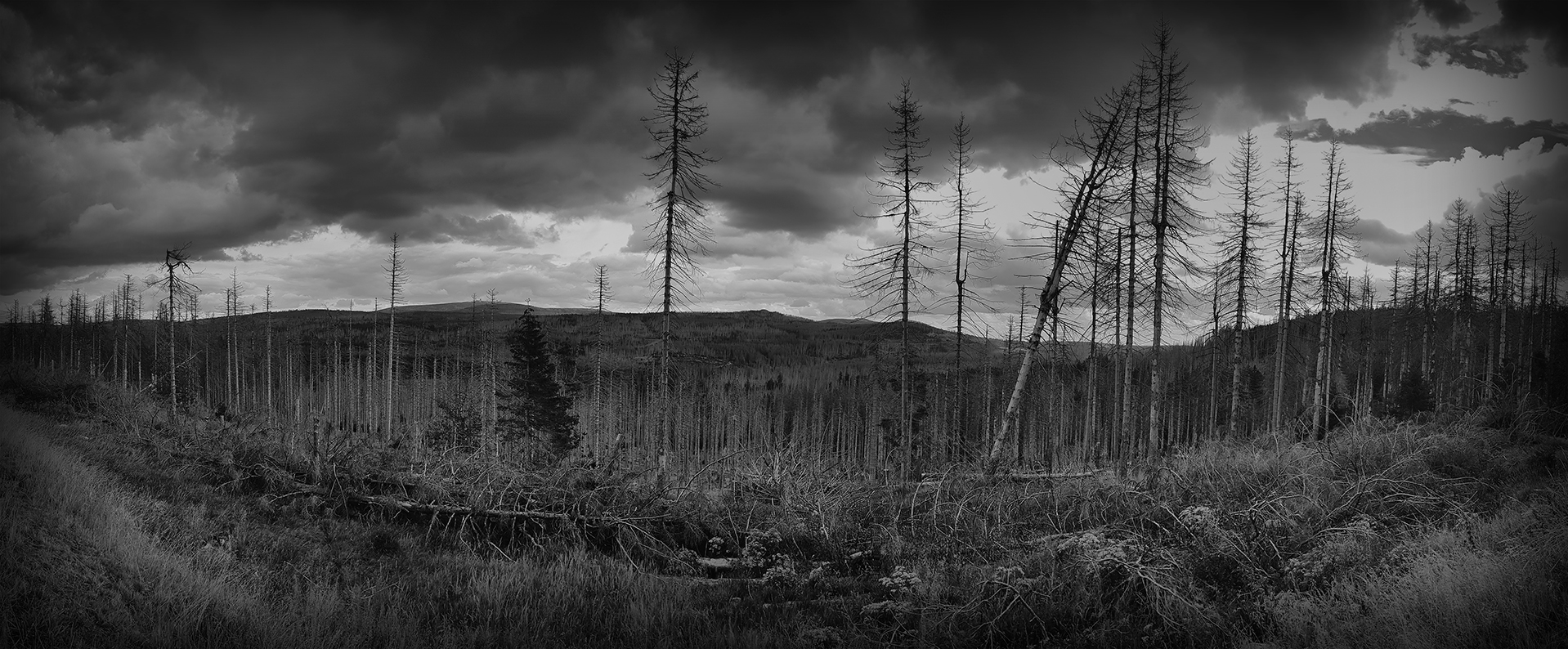 Panorama toter Wald