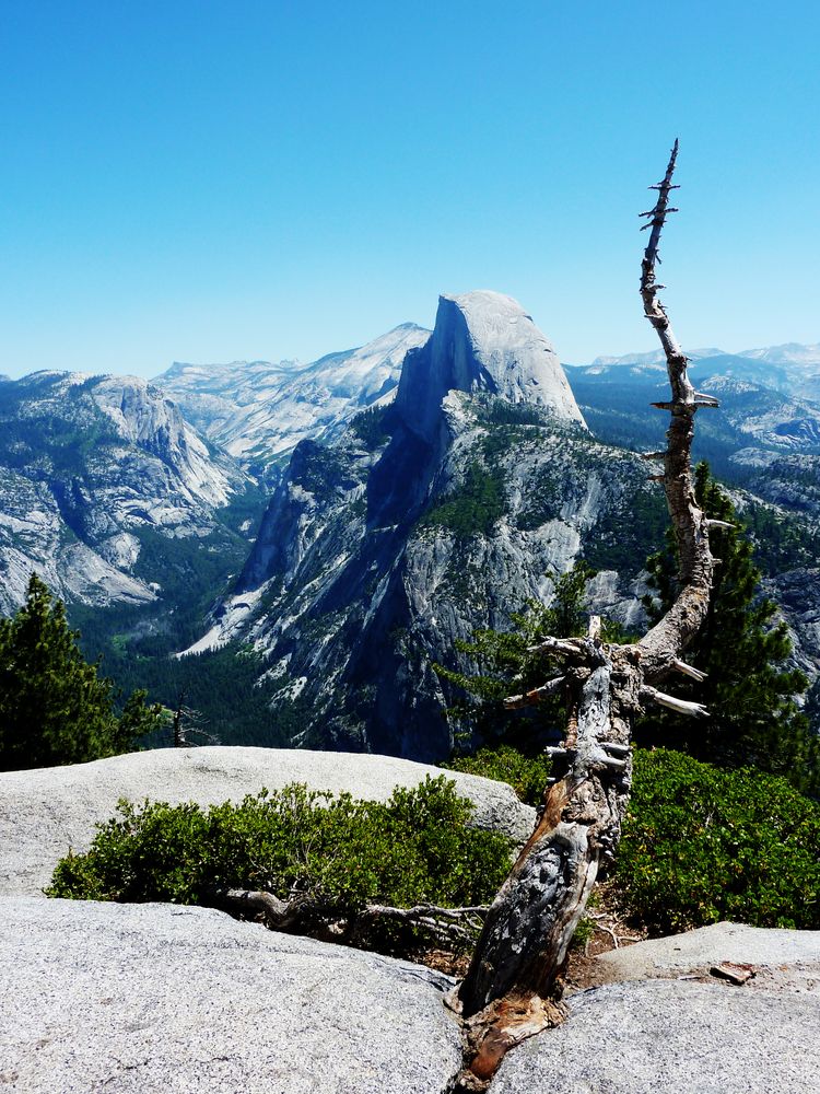 panorama tree