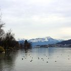 Panorama über den Vierwaldstättersee auf das Stanserhorn ...